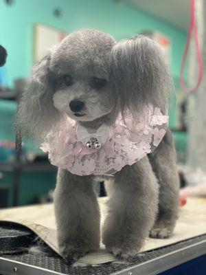 Coco Clips Dog Grooming