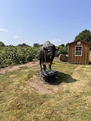 Buffalo statue!