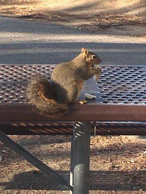 Random park squirrel eating a piece of bread or something.