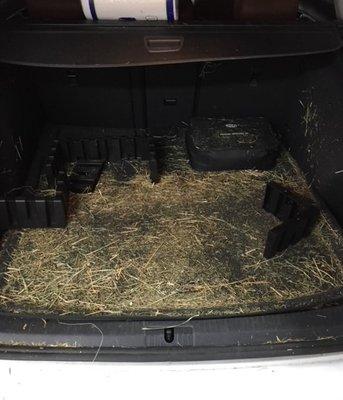 VW Jetta wagon with hay all over the cargo area and back seat.