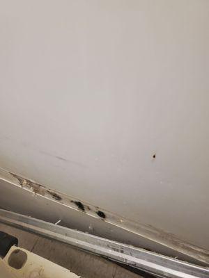 Black MOLD