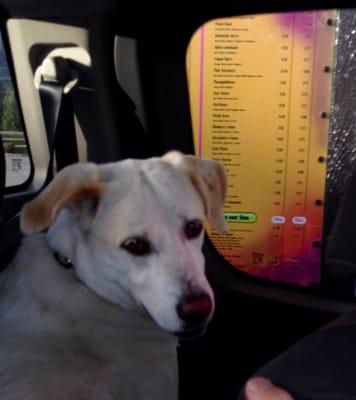 Holly waits for a dog biscuit at Jitterz