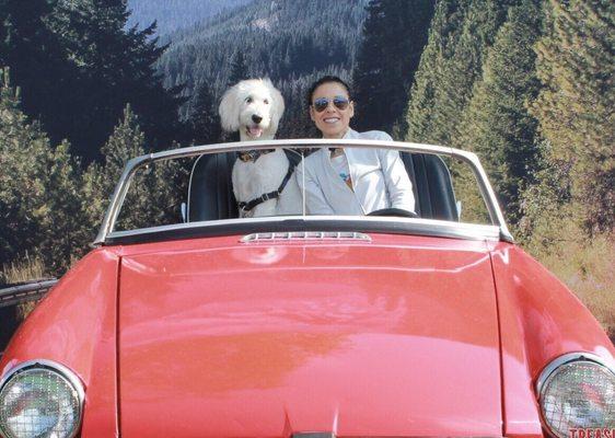 Dog in red car