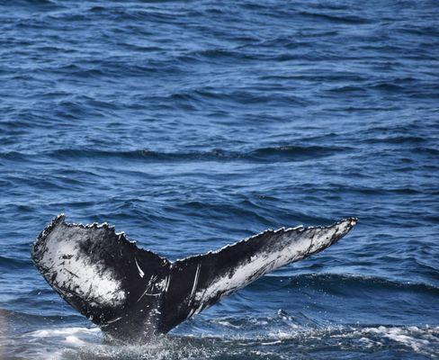 Whale Sighting on 5/30/23