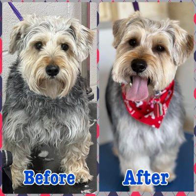 My dog before/after. Looking handsome!