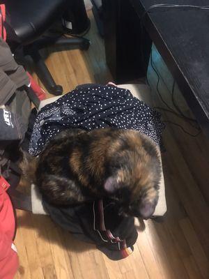 My baby Luna on some of my clothes trying to scent them as we continue the search for her lost brother.