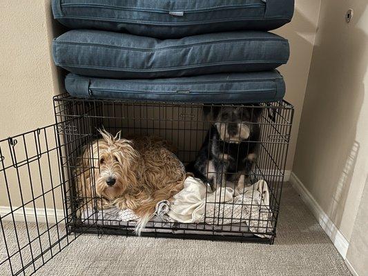 Shaggy BellaRose on left before grooming cuddling up with her little big sister in her sister's crate.