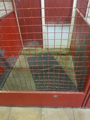 dirty, disgusting kennel and mat