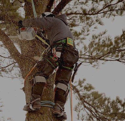 Tree Service