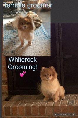 Terrible groomer vs best groomer