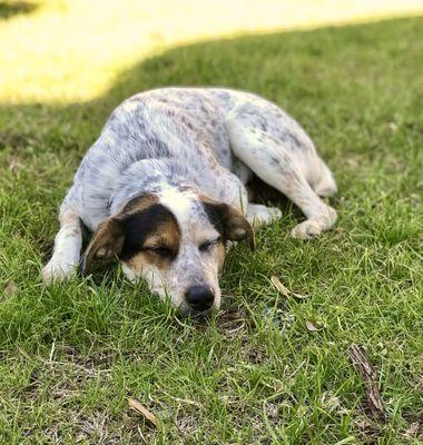 Charlie is finally worn out. Thank you for the playtime   Charleston Dog House!