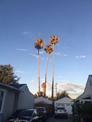 Palm trees trimming