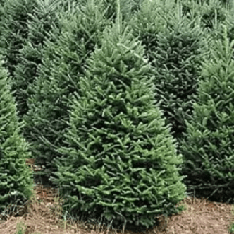 Frazier Fir Christmas Trees