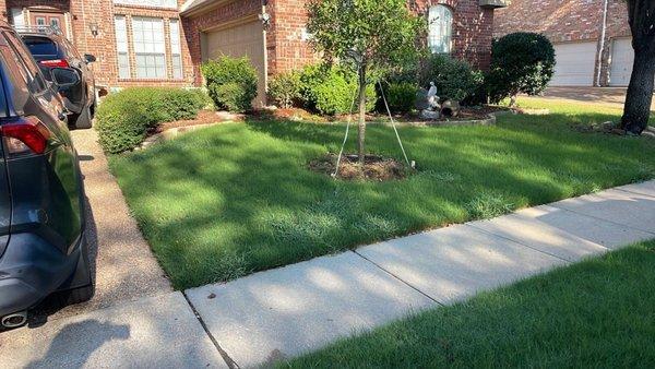 Dial 817-684-4044 for a lush lawn like this in Flower Mound. Green Top Lawn Care has got all your lawn needs covered.