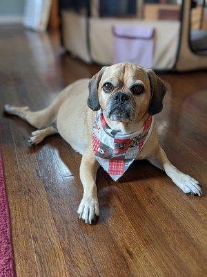 Sadie looking pretty at home with her super cute new bandana.