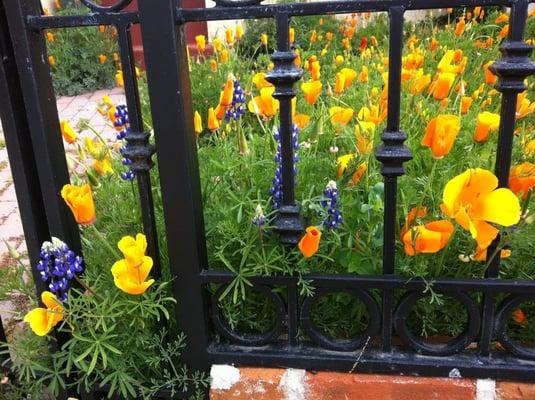 Poppies and sky lupines.