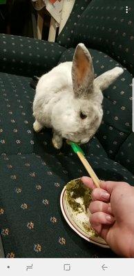 My rabbit, Baby, eating his recovery food a few days after surgery