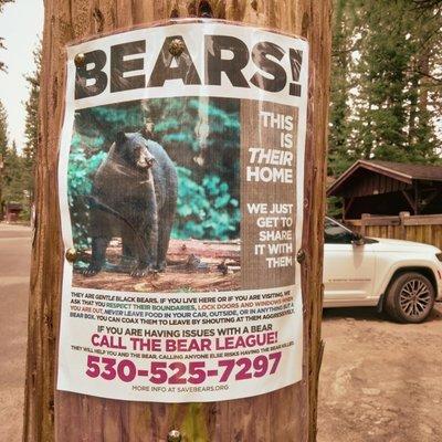 Bear League