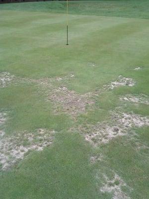 Hole #2 green in desperate need of repair!