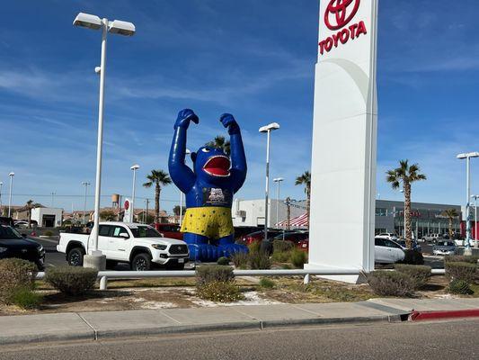 We just set up our Blue Gorilla here at Toyota Imperial, he'll be here until the 31st!! Make sure to come and visit them!!