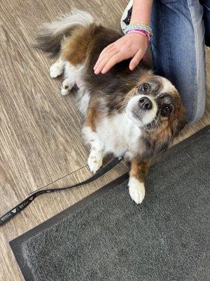 Max our foster dog after grooming