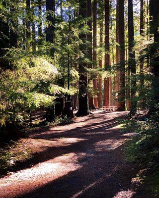 Wooded trail and campsite