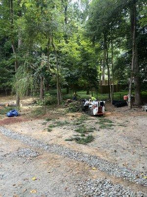 Back yard tree felled