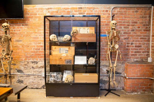 The Bone Museum Bone Box Display