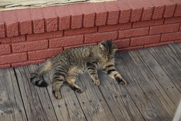 Mona, the pub cat.