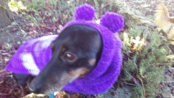 Princess, upset at me for making her model the custom made sweater & snood! Dr Srch-Thaden took such good care of her during her last dental