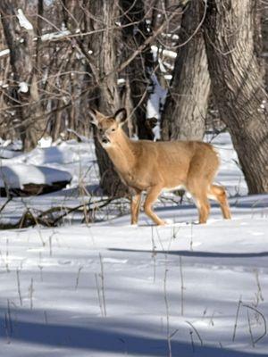 Deer close up