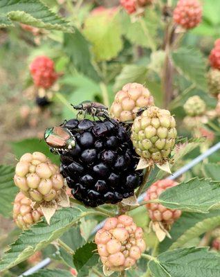 Blackberries early 6/2021