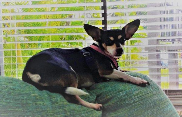 Tina lounging on her sofa.  Can't believe she had ear problems . . .