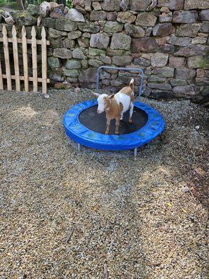 Romping on a trampoline