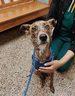 Collin at Lyndale Animal Hospital