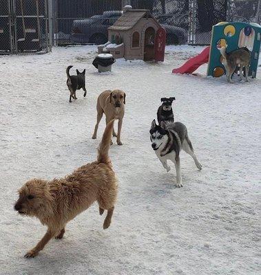 Running with the other dogs!