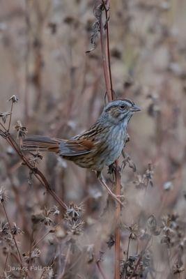 Swamp Sparrow