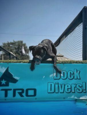 apbt x trying dock diving