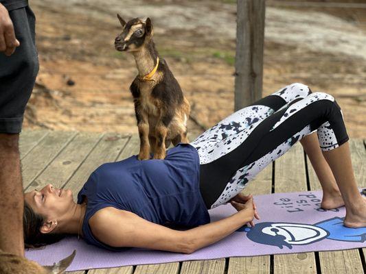 GGA Dwarf Goat Yoga