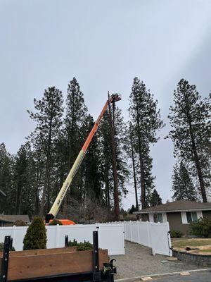 Treescapes Pruning And Removal Specialist