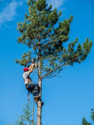 Tree Trimming