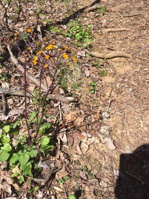 Jerusalem Artichoke ?