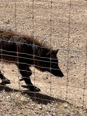 Colorado Wolf & Wildlife Center