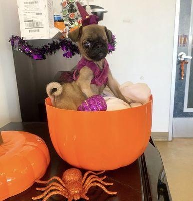 Happy Halloween from Puggie Sue!