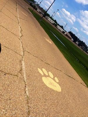 Paw Prints along the driveways