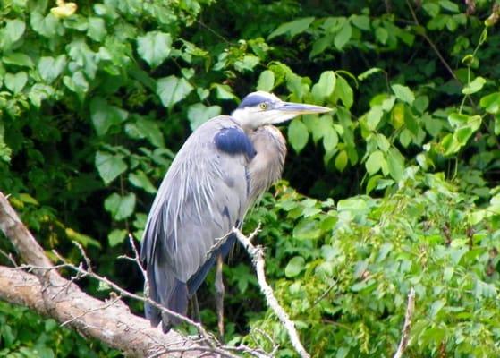 Blue Heron overlooking the Rocky Broad River, Lake Lure, NC.