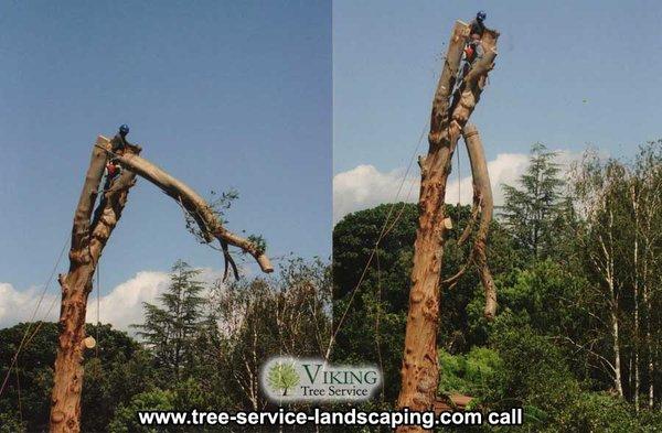 Viking Tree Service