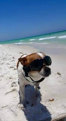 Chico enjoying the beach!