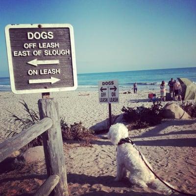 First trip to the beach, we got to go OFF LEASH!