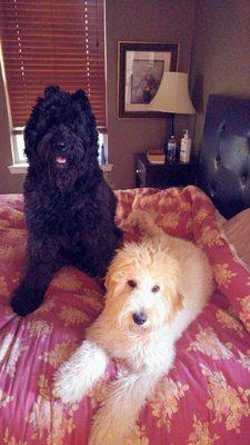 Cutter Black Bouvier des Flandres, male, (110lbs.) Bailey, female, large Golen Doodle (80lbs) weight is approximate.